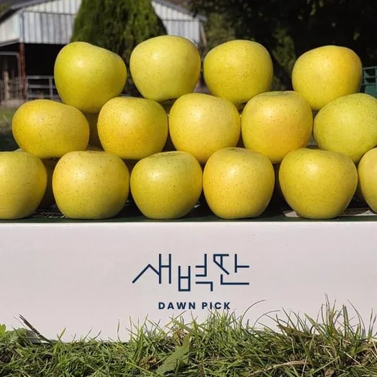 청송 시나노골드 황금사과 2kg 소과