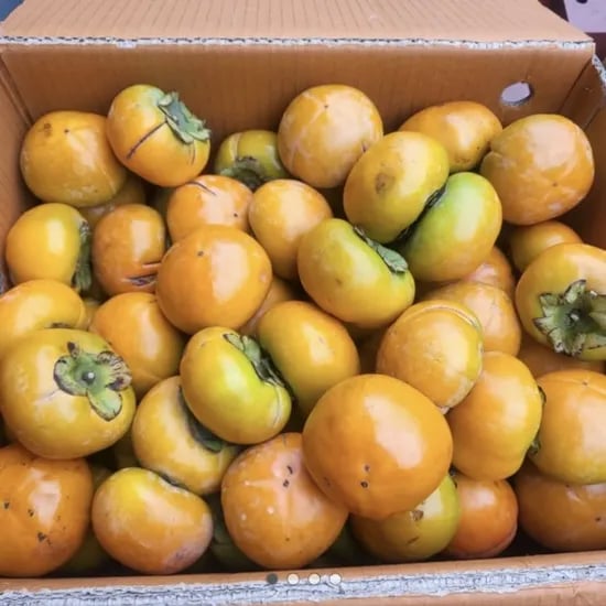 부유단감 10kg