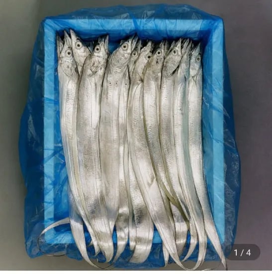 제주 생물갈치 2.5지 - 3.5지 내외 20미