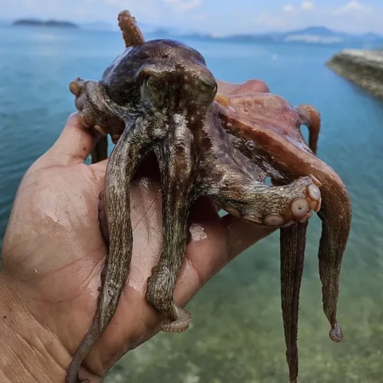 문어 1-2미
