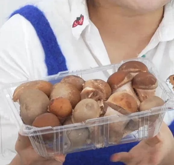 가정용 참송이버섯 500g