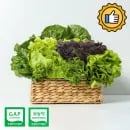 신선집중 무농약 샐러드 채소 5.84kg