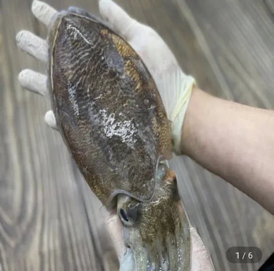 갑오징어 생물 1kg 2-4미