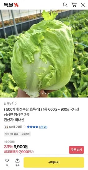 양상추 600g X 2통