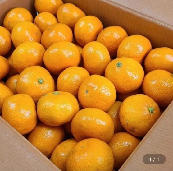 타이벡 노지감귤 3.5kg 대과 M-L