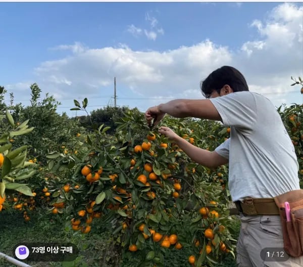 못난이 감귤 조생 혼합과 3kg