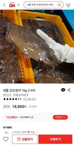 생물 갑오징어 1kg 2-4미