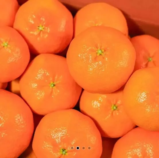 레드향 중소과 2kg