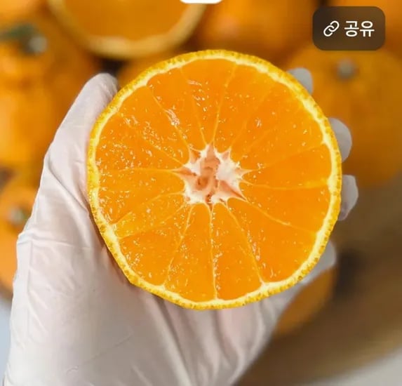한라봉 2kg