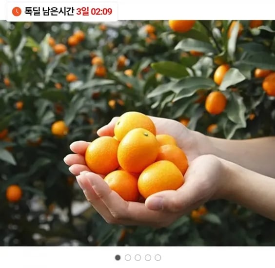 제주 햇금귤 낑깡 1kg