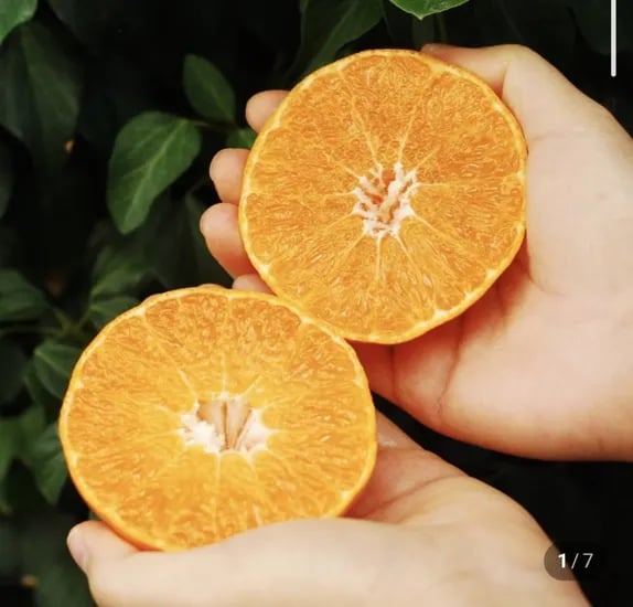 레드향 가정용 1.5kg