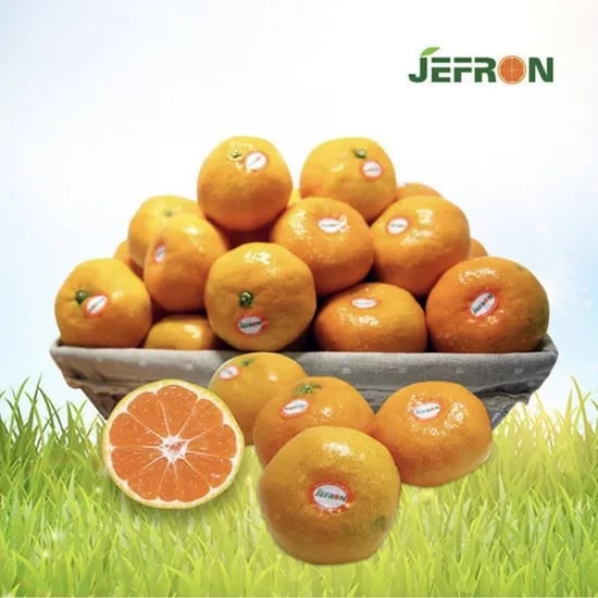 제프런 조생감귤 kg 중대과 (10,960원/무배)9