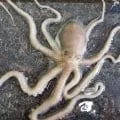 벌교 산낙지 뻘낙지 세발낙지 5마리