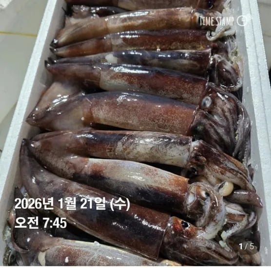 국산 생물오징어 1kg ~3미(14,800원/4,000원)2