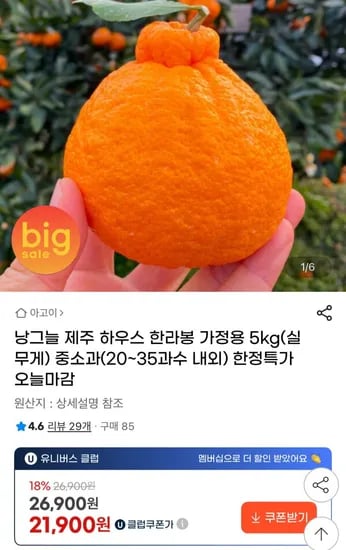제주 하우스 한라봉 5kg (유클 21,900원 / 무배)