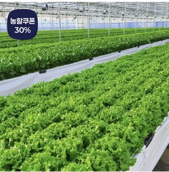 유럽식 샐러드 채소 1kg (6,730원/무료)