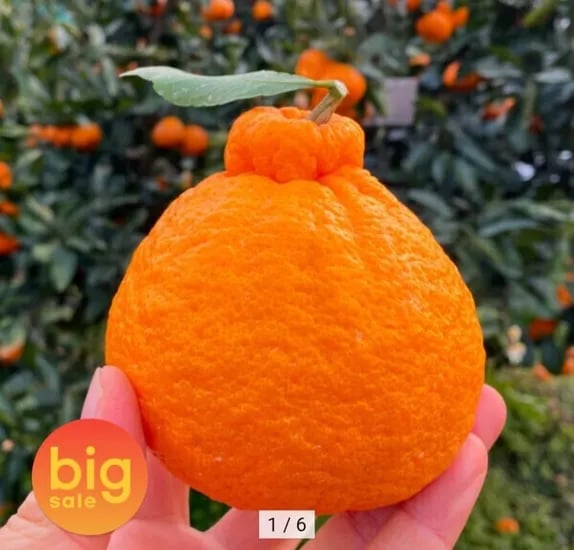 제주 하우스 한라봉 5kg (20,70원 / 무배)9
