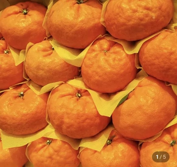 윈터프린스 2kg 중과 (23,000원/무료)