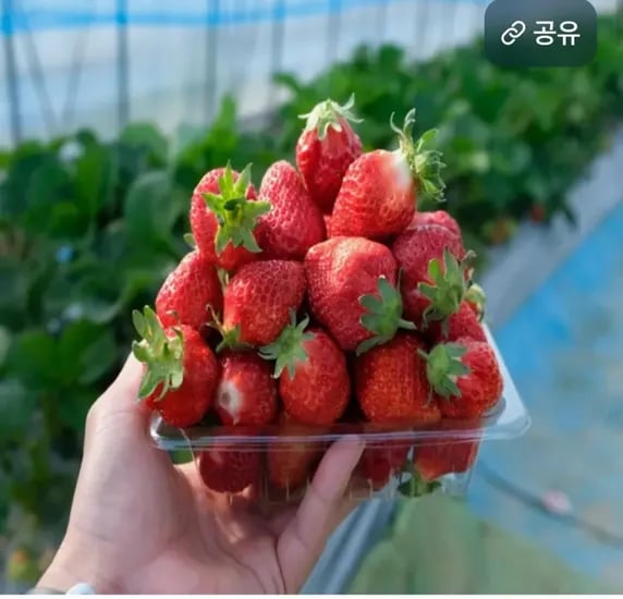 설향 딸기 350g 2팩 (16,900원/무료)