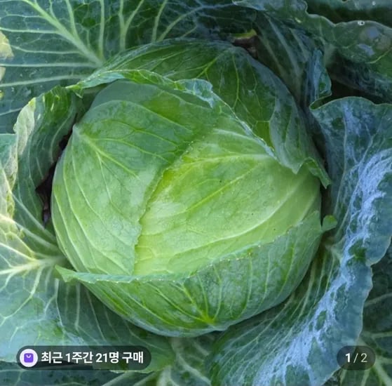 국내산 양배추 5kg (8,400원/무배)