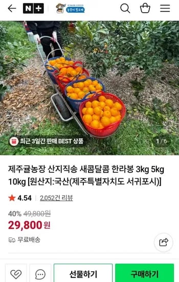 제주 산지직송 한라봉 중소과 10kg