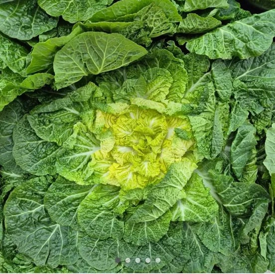 봄동 2kg (6,900원/무료)
