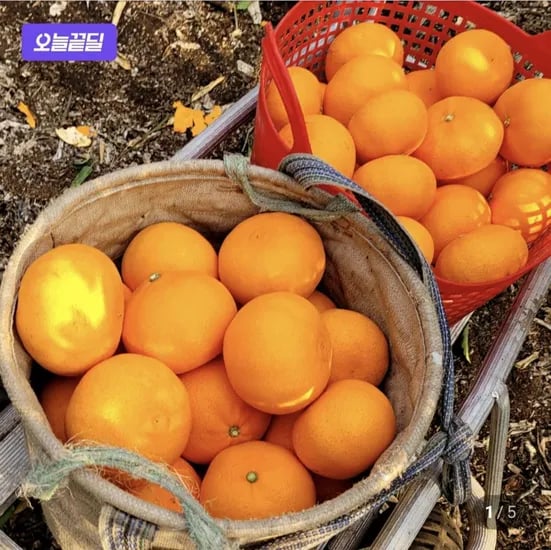 당도선별 천혜향 2kg (2,800원/무료)1