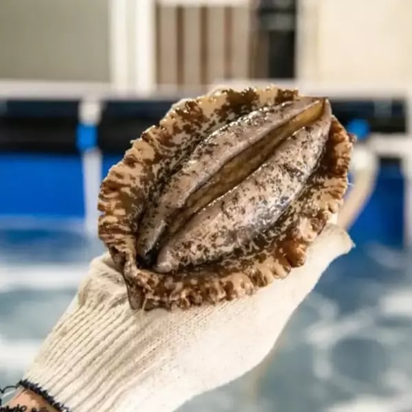 완도 활전복 9-10미 1kg 선물용 +손질도구 (21,810원/무료)