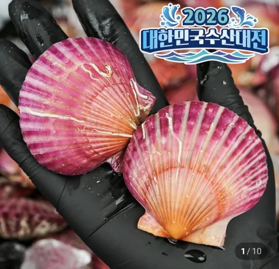 홍가리비 1kg