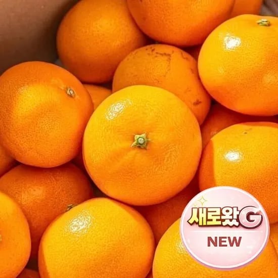 최대1brix 상큼달콤 제주 천혜향 // 5kg 정품 26-38과내외(24,700/무료)6