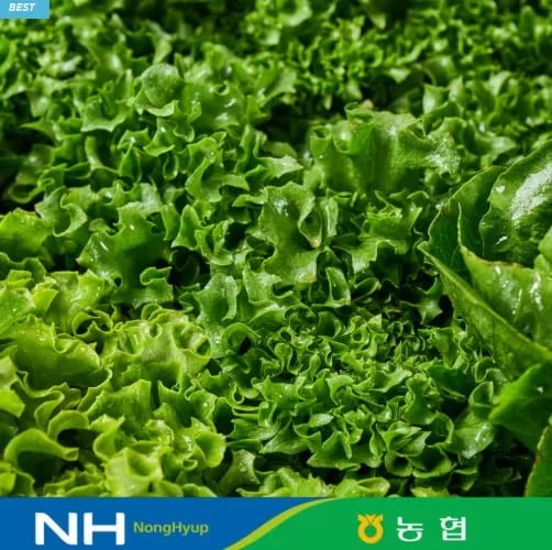 유러피안샐러드 6종 중 3-4종 랜덤발송 1kg (5,890원/무료)