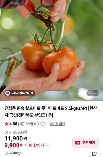 유럽종 완숙 못난이토마토 2.5kg (10,000원/무료)