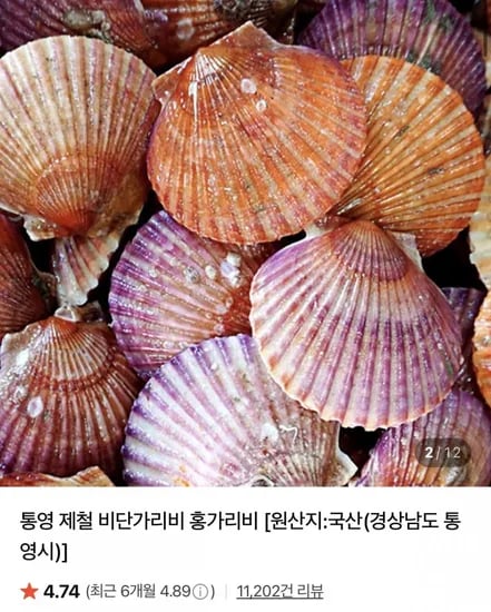 통영 세척 홍가리비 4kg (6,650원/네멤무료)