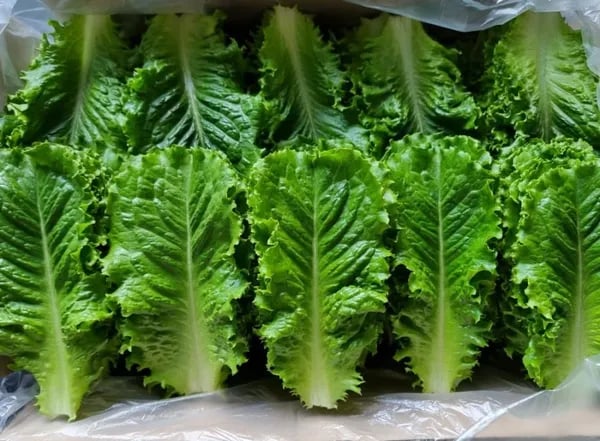 산지직송 로메인2kg(7,900원/무배)