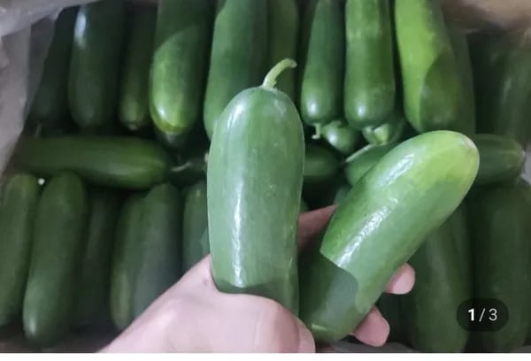 미니오이 1kg