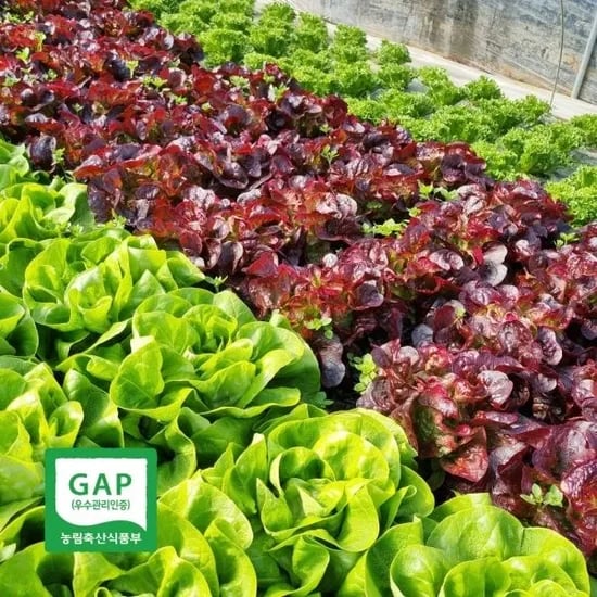 GAP인증 유러피안 샐러드용 채소 모음 1kg (4,90원/무배)7