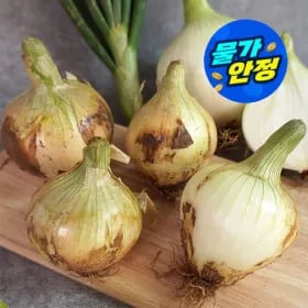 (신선집중) 무안 6년 조생양파5kg 소미니(짱아찌용) 4,880원/무료배송2