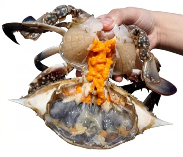 제철 활 암꽃게 1kg (18,60원/무료)9