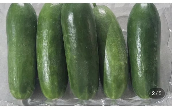 국산 미니오이 1kg (8,700원/무료)