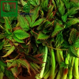햇 눈개승마 삼나물 1kg