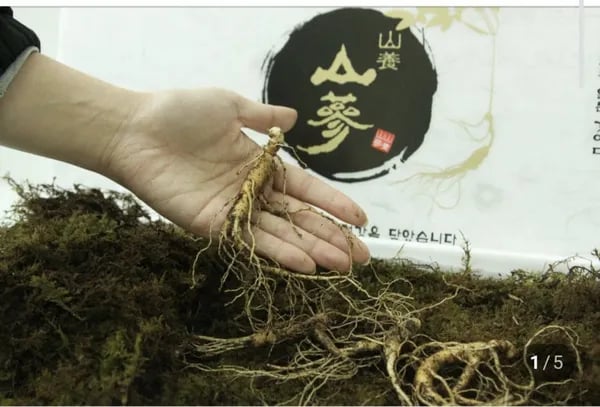 산양산삼 8~10년 선물용 (110,000/무료)