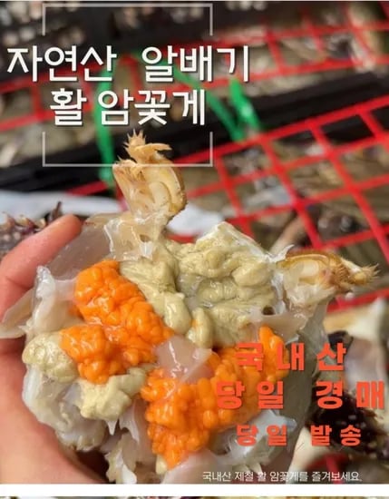 제철 활 암꽃게 1kg 3-5미 (16,940원/무료)