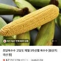 초당옥수수 5개 외 다양 스위트콘