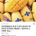 골드망고 선물세트 4kg