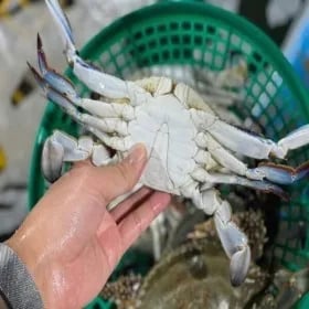 국내산 활 숫꽃게 1kg