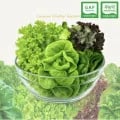 유러피안 샐러드 1kg