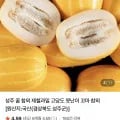 고당도 성주 꿀 참외 2kg