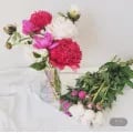작약 생화 꽃다발 한단 5송이 (9,60원/무료)1