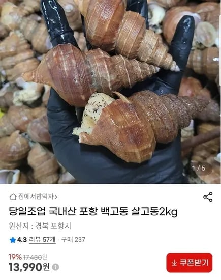 국내산 포항 백고동 살고동 2kg (3,990원/무배)1