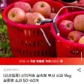 산지직송 실속형 부사 사과 9kg 소과 50~60과